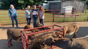 Free Rein donation 2024